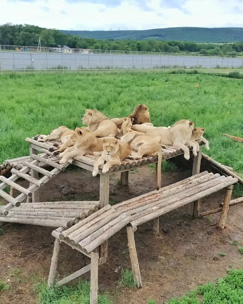 Прайд львов