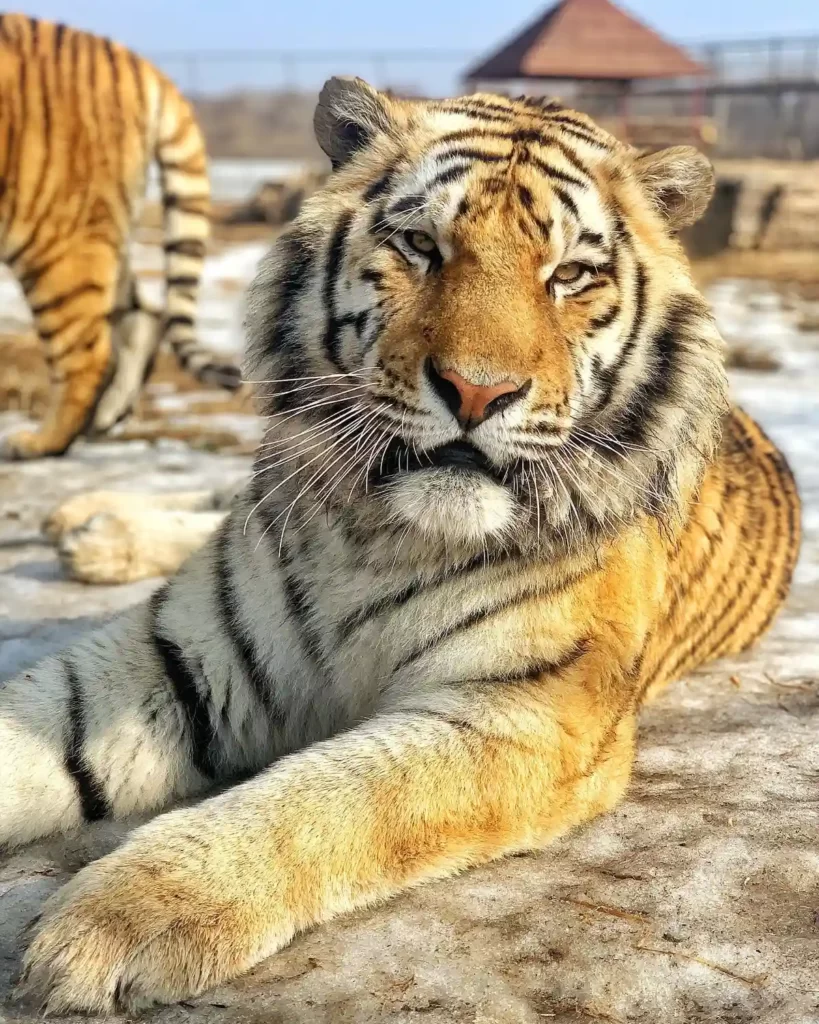Амурские тигры