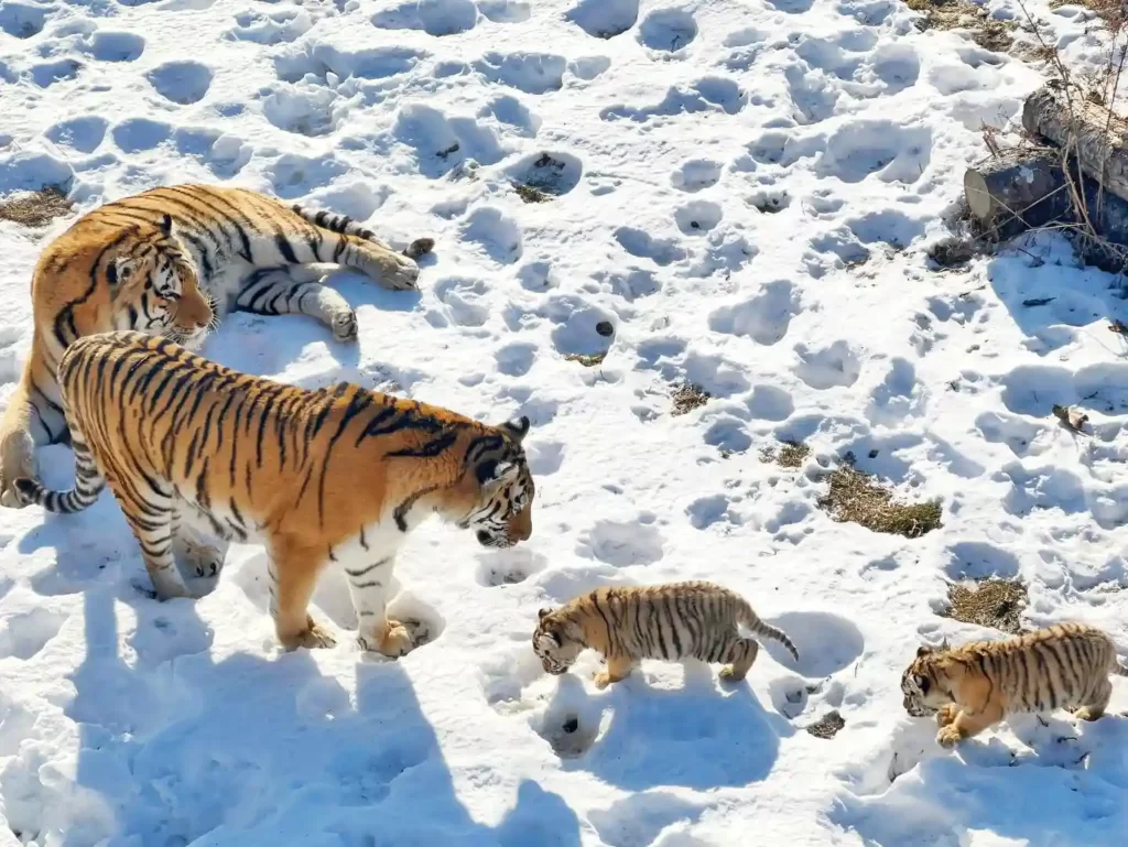 Амурские тигры