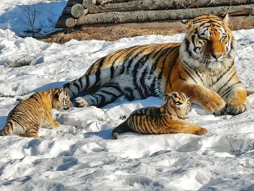 Амурские тигры