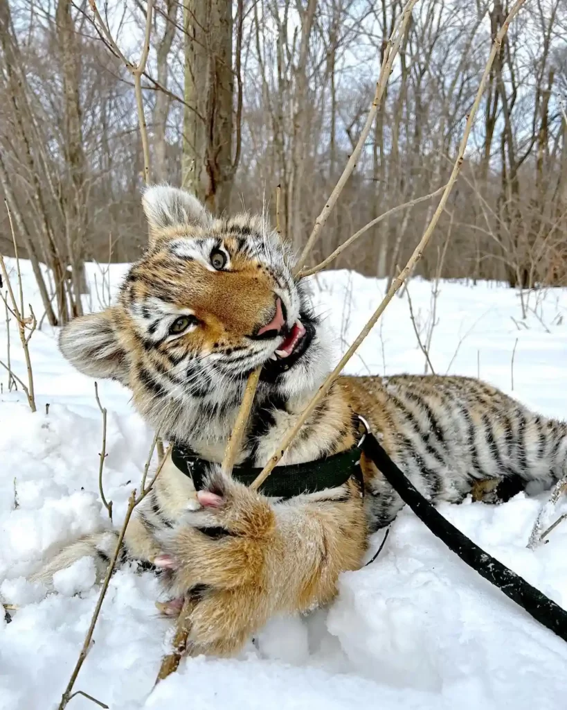 Амурские тигры