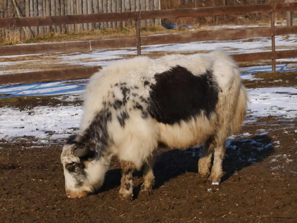 Азиатские яки