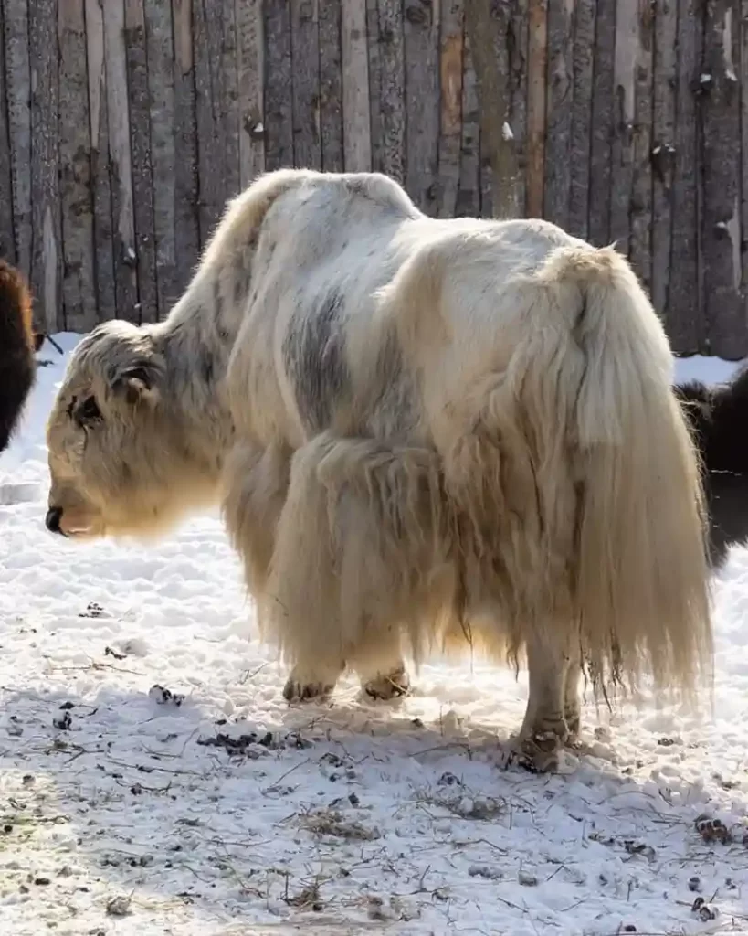 Азиатские яки
