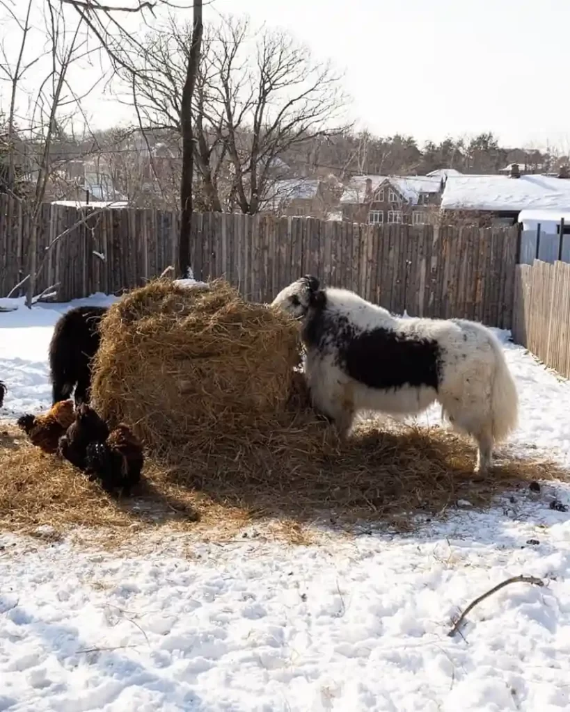Азиатские яки