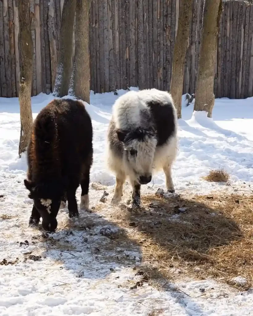 Азиатские яки