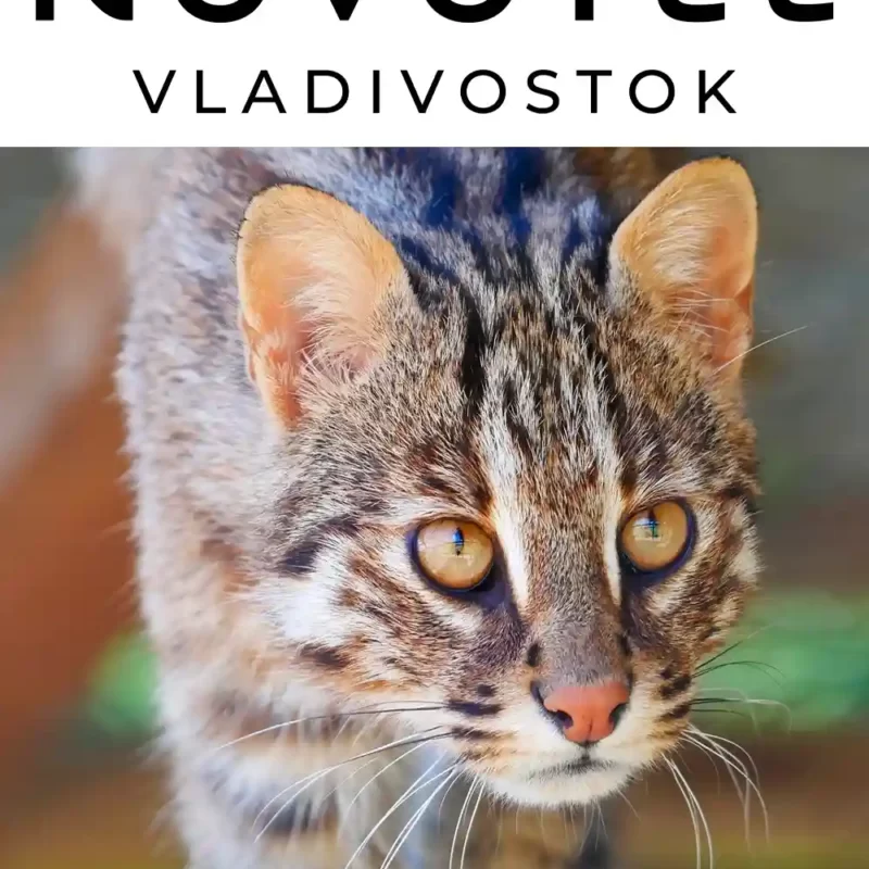 Отель «Novotel Vladivostok» опекает Дальневосточную лесную кошку по кличке Есения