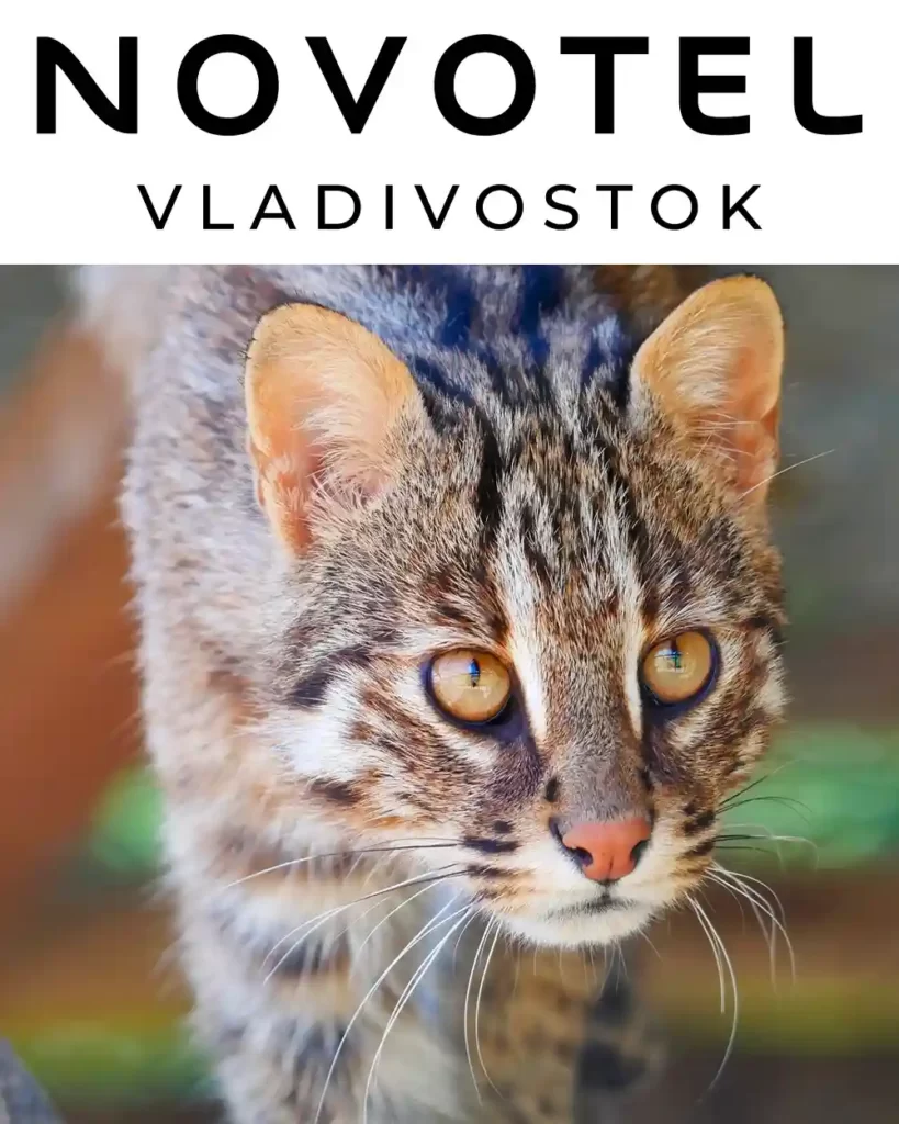 Отель «Novotel Vladivostok» опекает Дальневосточную лесную кошку по кличке Есения