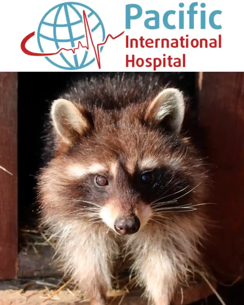 Круглосуточная многопрофильная больница для детей и взрослых «Pacific International Hospital» опекает енота-полоскуна по кличке Звезда