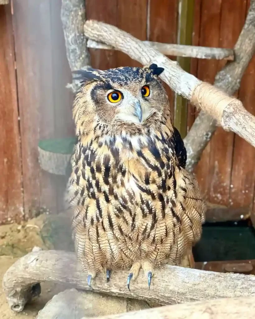 Филин