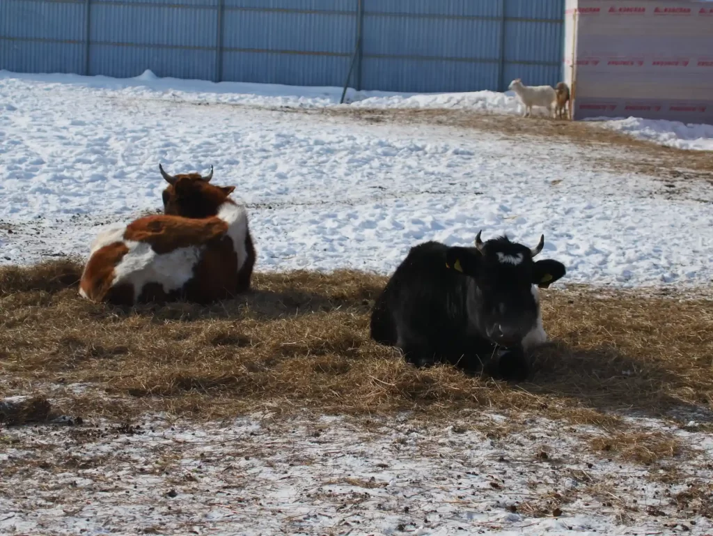 Коровы