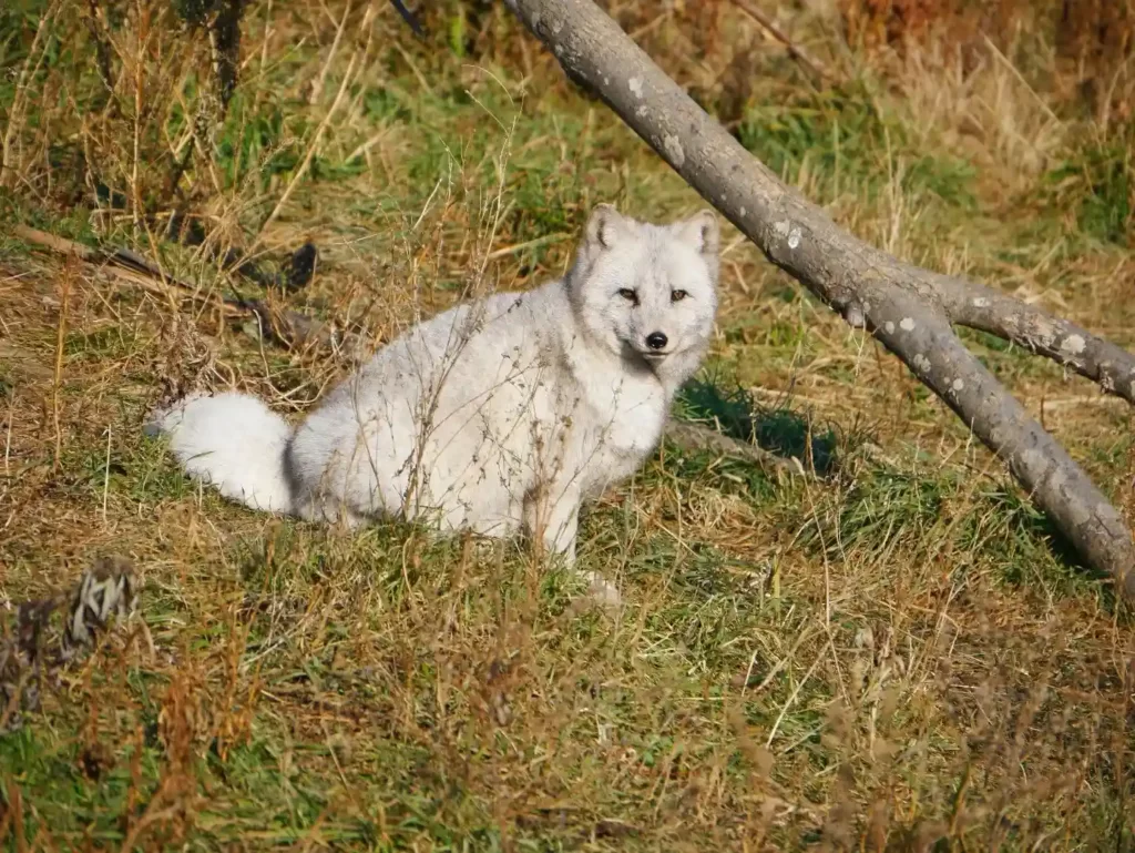 Песцы (полярные лисы)