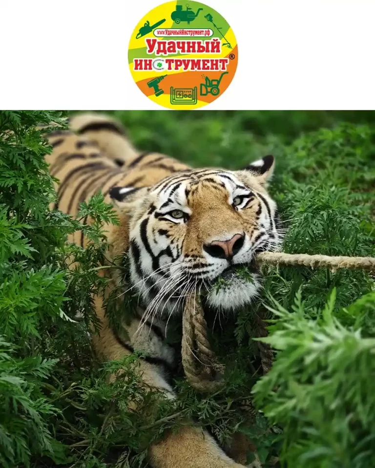 Сеть магазинов "Удачный Инструмент" заботится о тигре по кличке Тайган