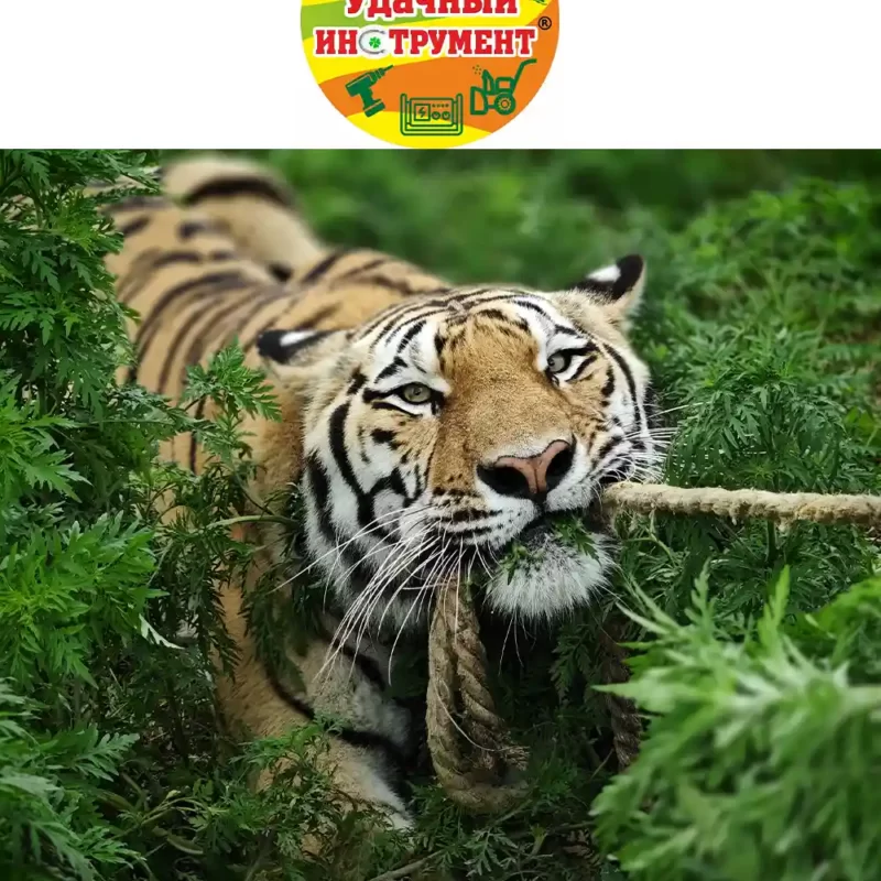 Сеть магазинов «Удачный Инструмент» заботится о тигре по кличке Тайган
