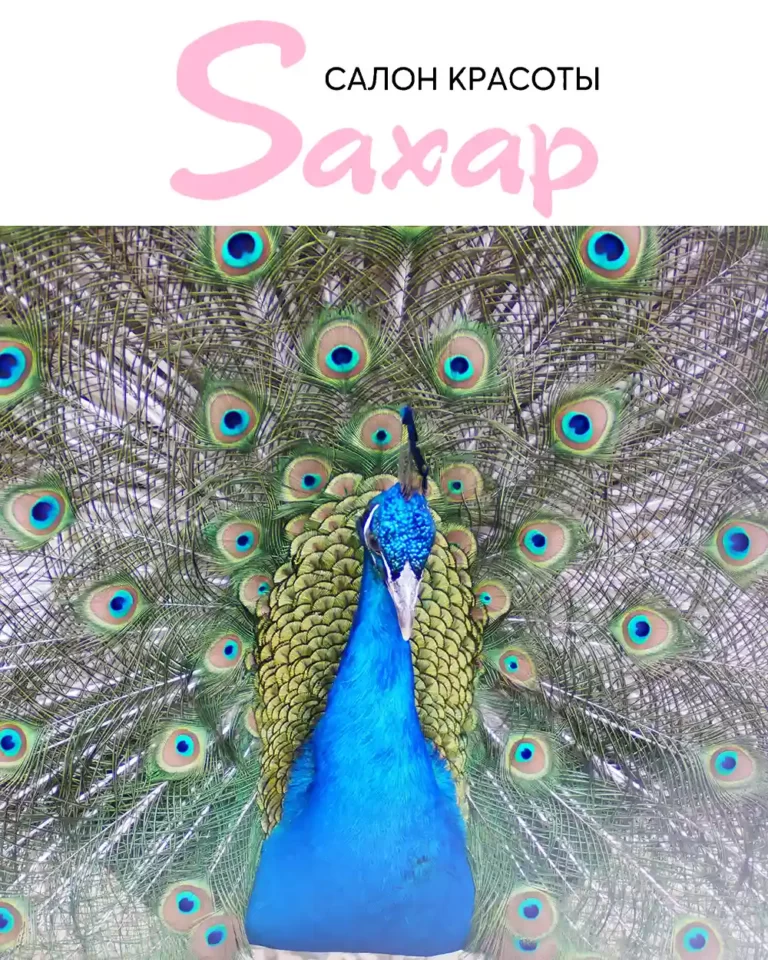 Салон красоты «Saxap» опекает павлина по кличке Сахарок