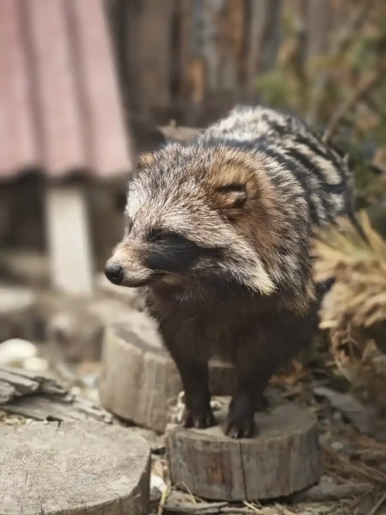 Енотовидные собаки