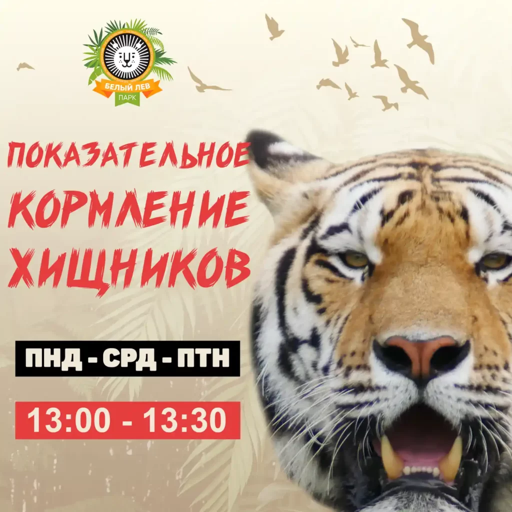Показательное кормление хищников в парке Белый Лев