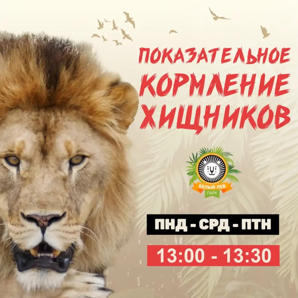 Показательное кормление хищников в парке Белый Лев