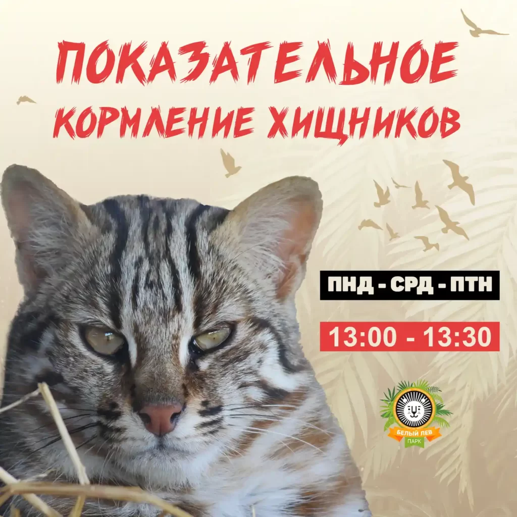 Показательное кормление хищников в парке Белый Лев