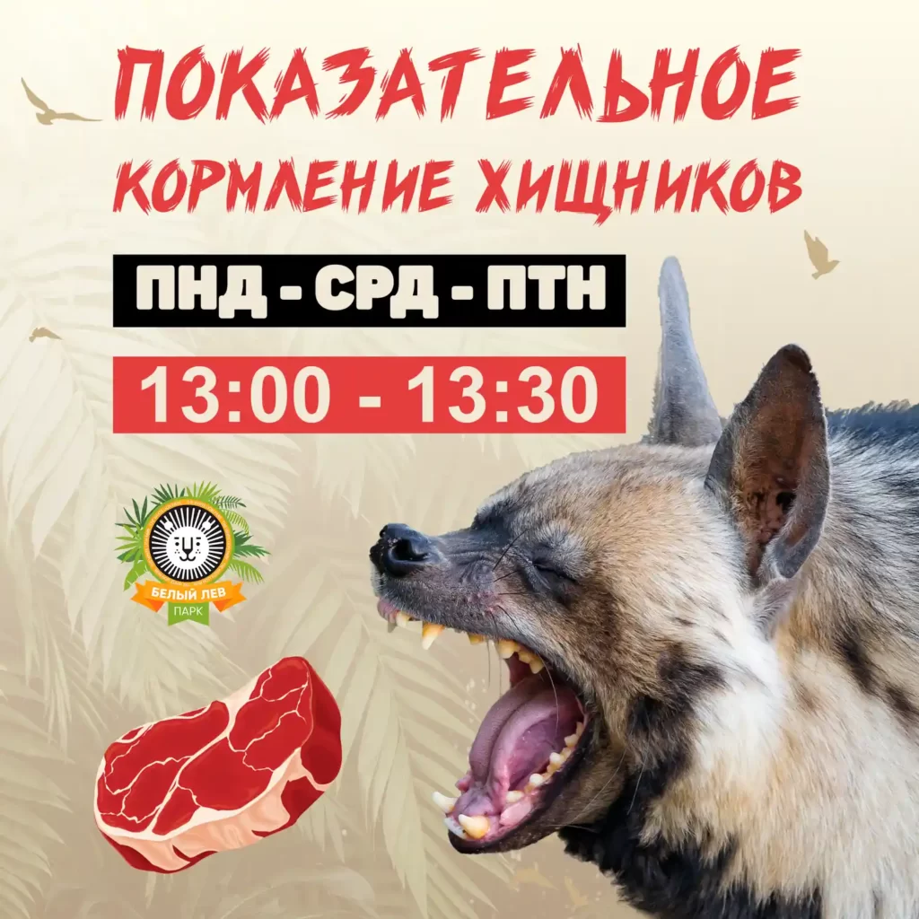 Показательное кормление хищников в парке Белый Лев