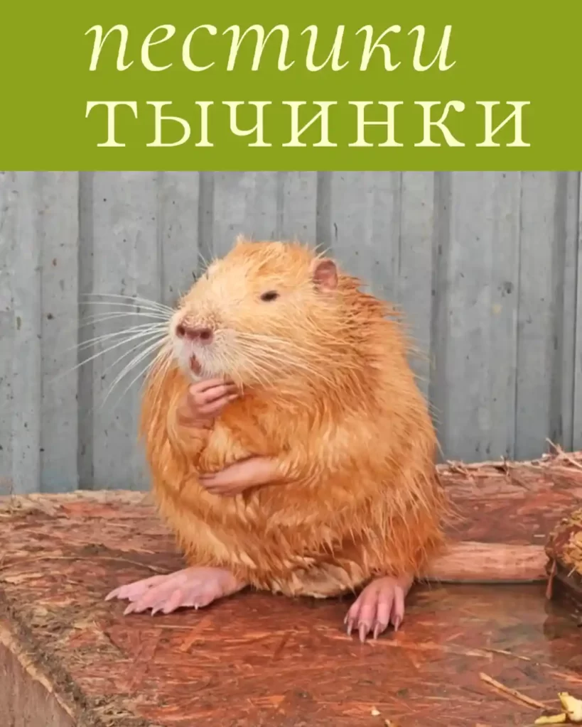 О семье нутрий заботится цветочный магазин «Пестики тычинки».