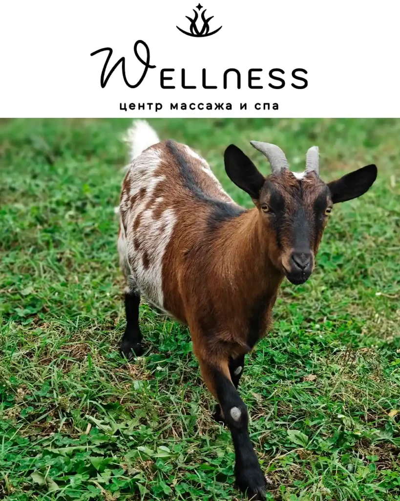 О камерунской козе по кличке тамара заботится центрмассажа и СПА «Wellness»