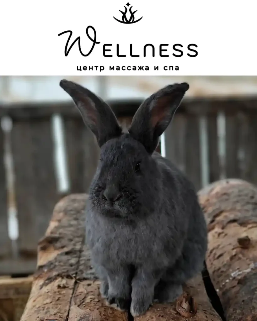 О кролике по кличке Томас заботится центр массажа и СПА «Wellness»