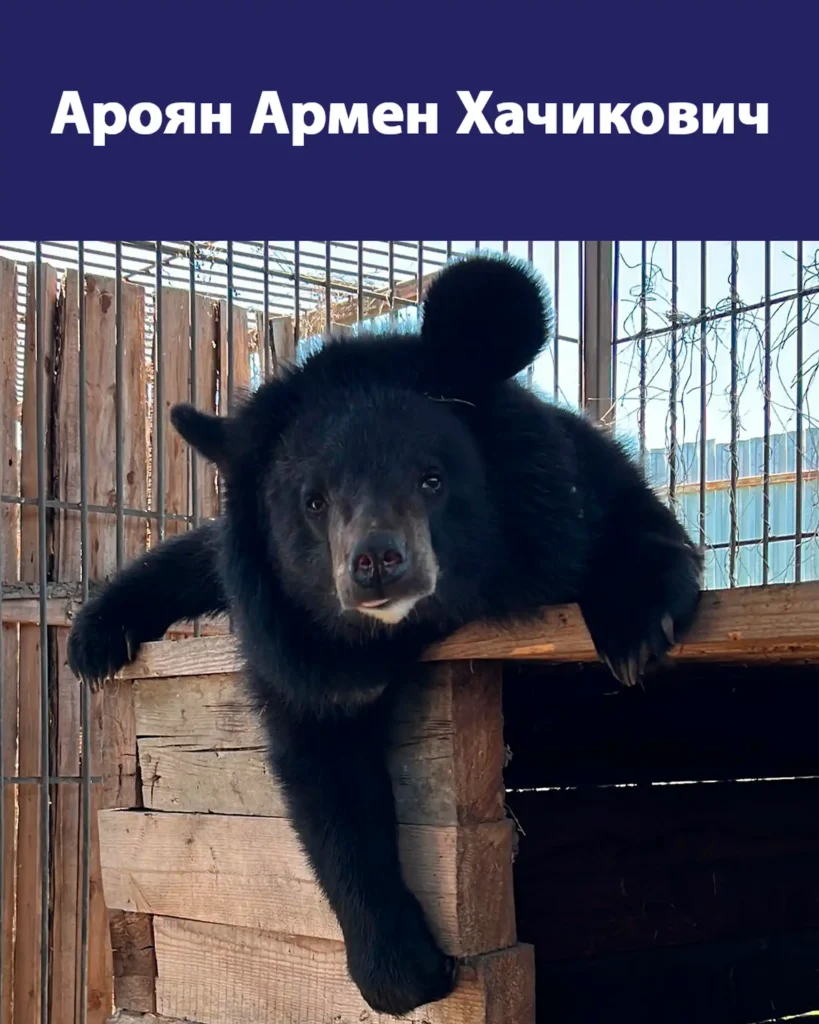 Гималайский медведь Балу