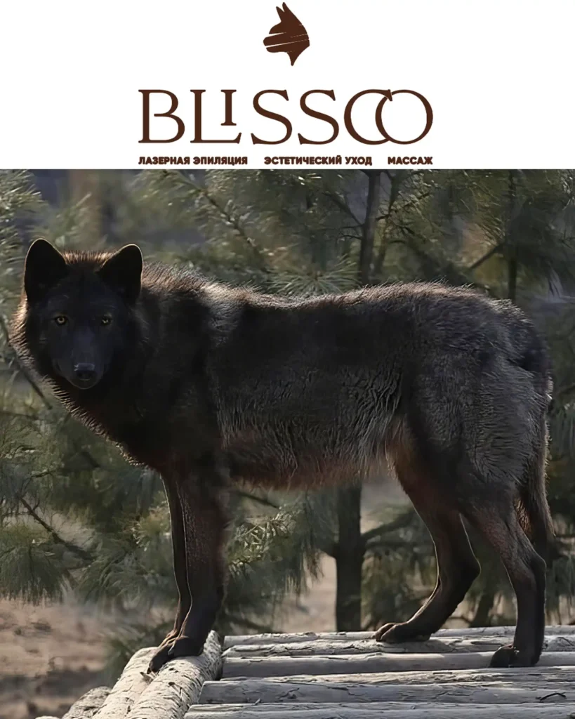 О канадской волчице по кличке Ренесми заботится студия красоты «BLISSCO»
