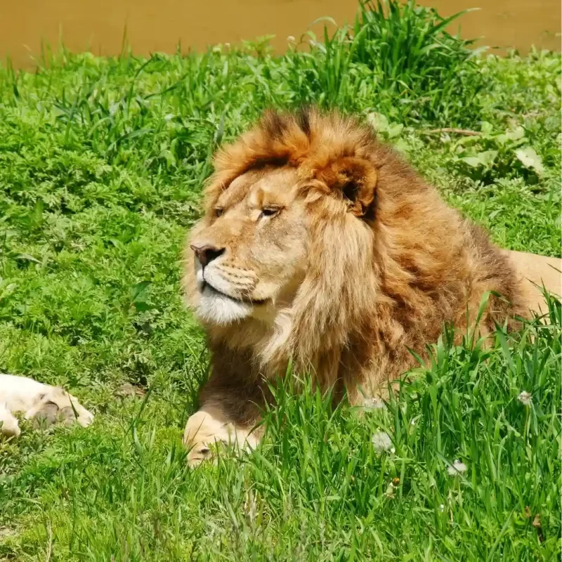 Африканский лев (10)