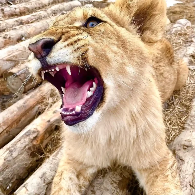 Африканский лев (16)