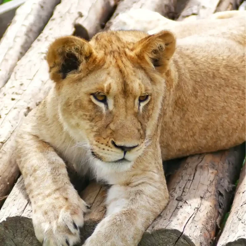 Африканский лев (3)