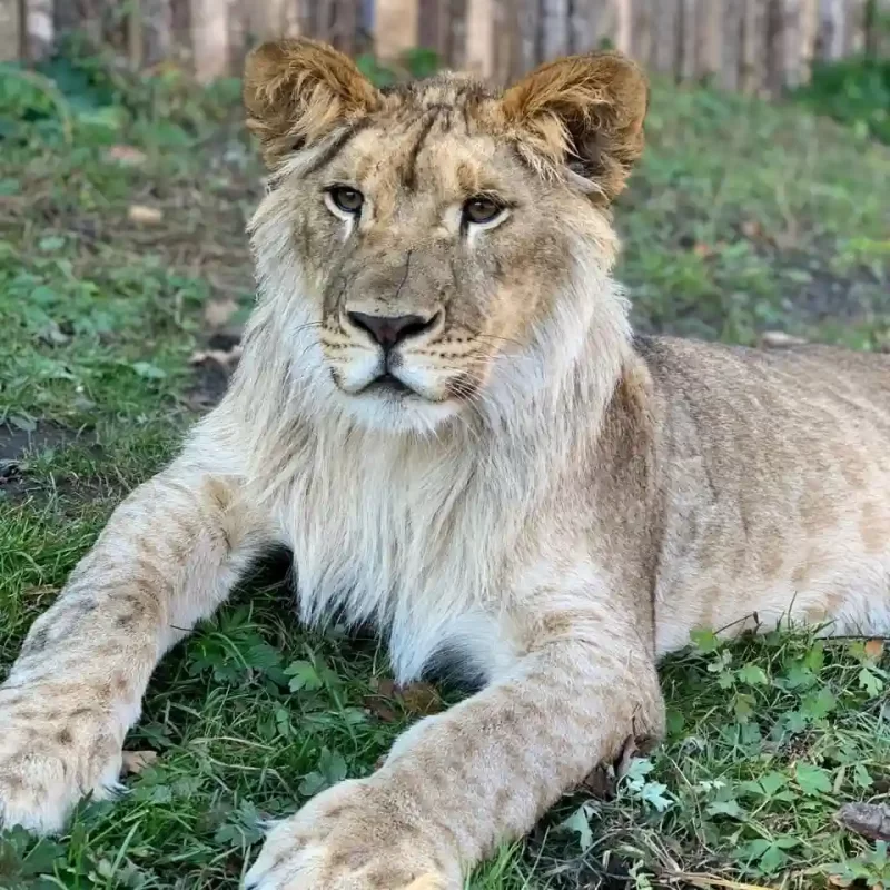 Африканский лев (37)