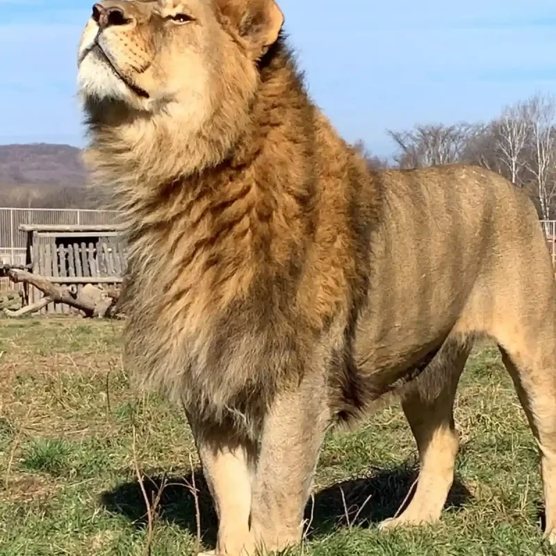 Африканский лев (41)