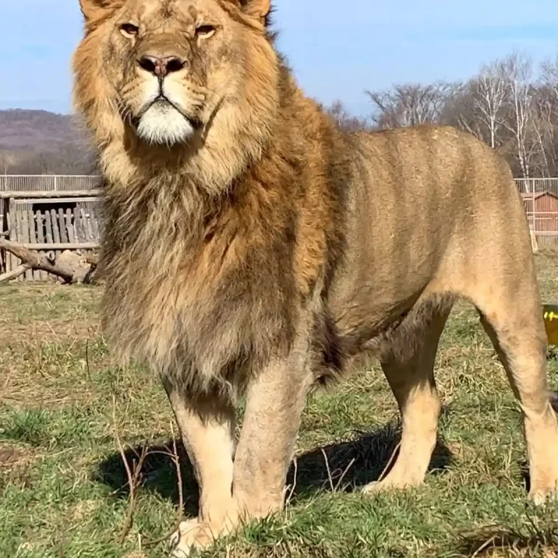 Африканский лев (42)