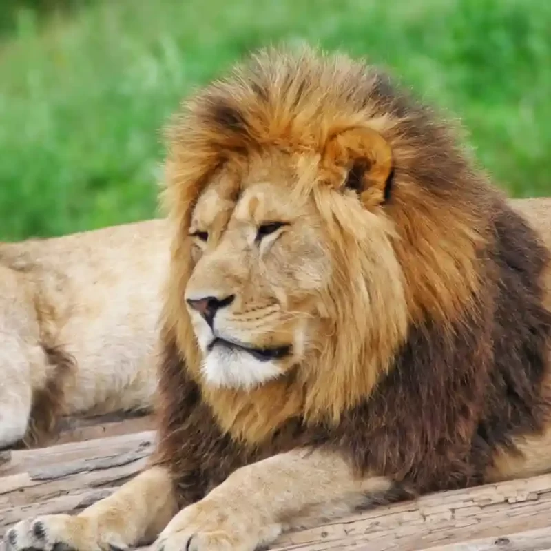 Африканский лев (44)