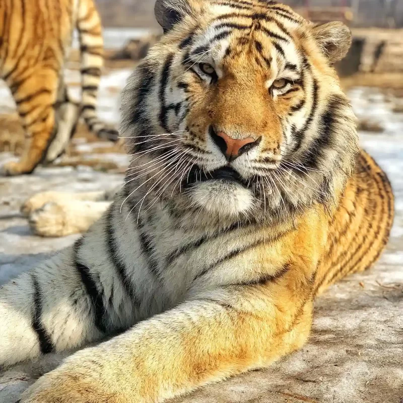Амурский тигр (1)