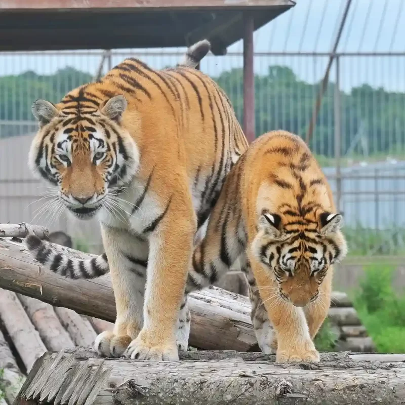 Амурский тигр (12)