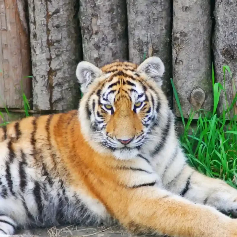 Амурский тигр (14)