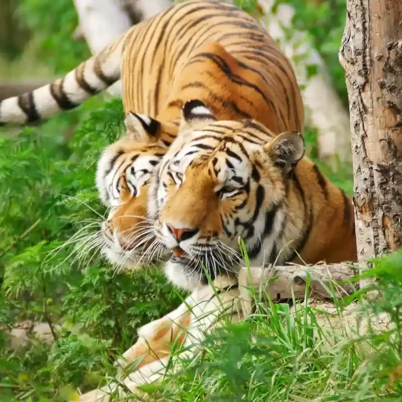 Амурский тигр (18)
