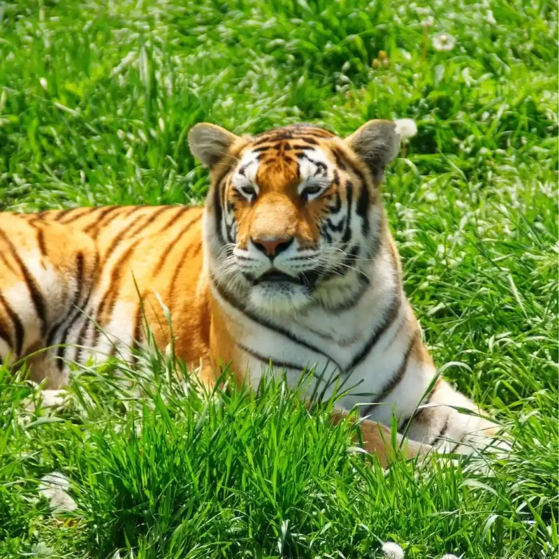 Амурский тигр (19)