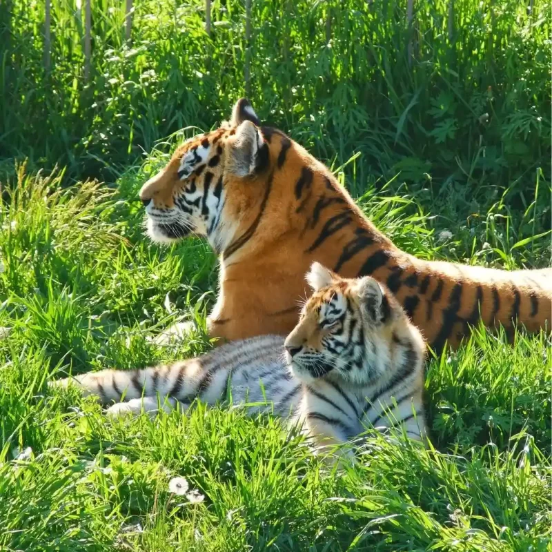 Амурский тигр (20)