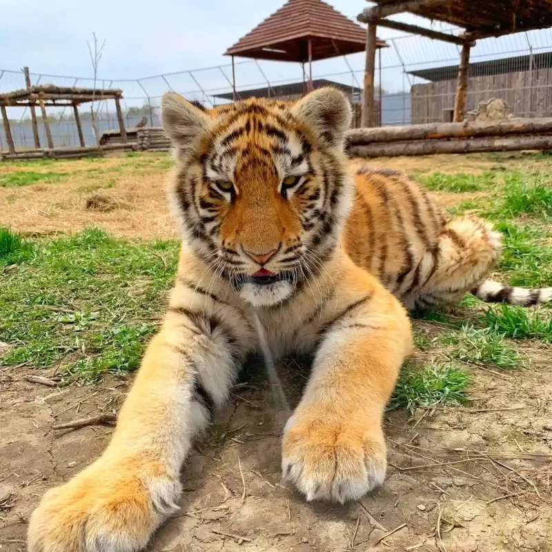 Амурский тигр (21)