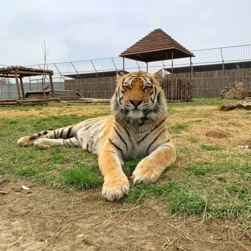 Амурский тигр (23)
