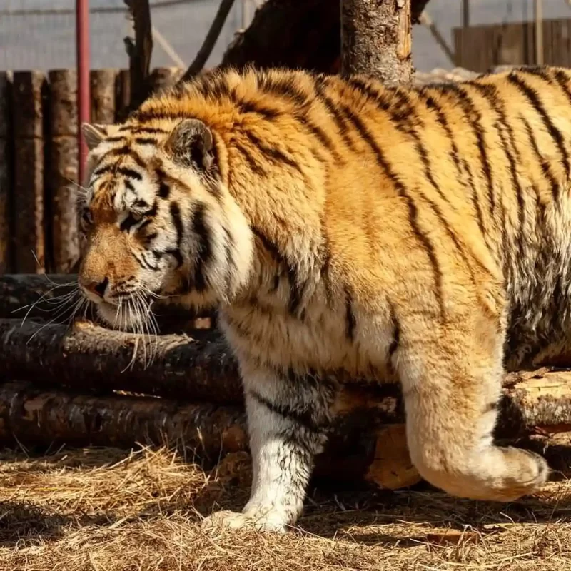 Амурский тигр (31)