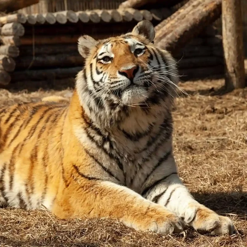Амурский тигр (32)