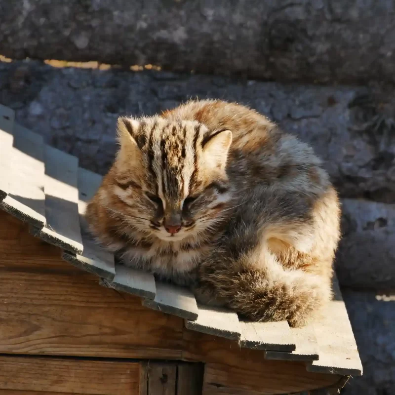 Дальневосточный лесной кот (11)