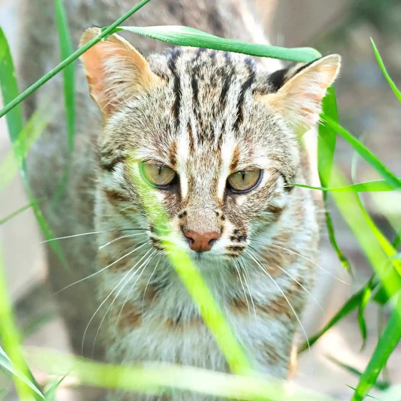 Дальневосточный лесной кот (8)