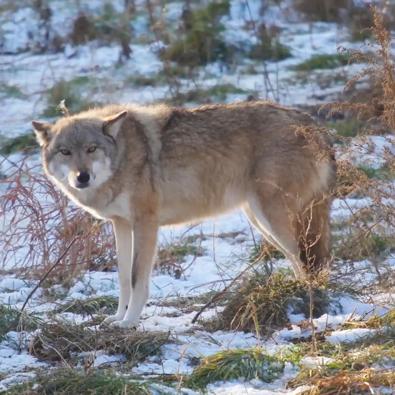 Сибирский лесной волк (1)