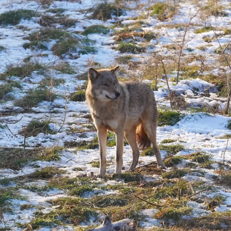 Сибирский лесной волк (10)