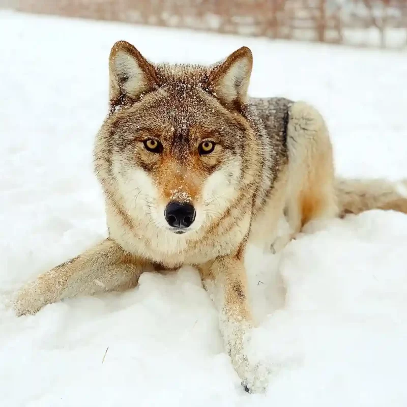 Сибирский лесной волк (6)